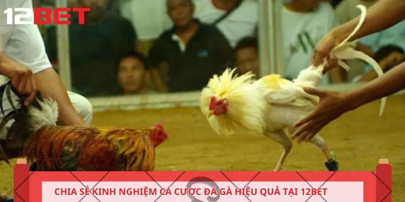 Chia sẻ kinh nghiệm cá cược đá gà hiệu quả tại 12BET