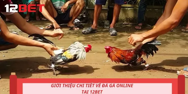 Giới thiệu chi tiết về đá gà online tại 12BET